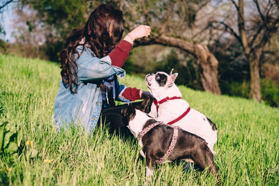 A happy dog being trained by its owner with positive reinforcement techniques in a sunny park setting.